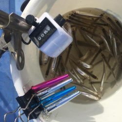 ワカサギ釣り大会